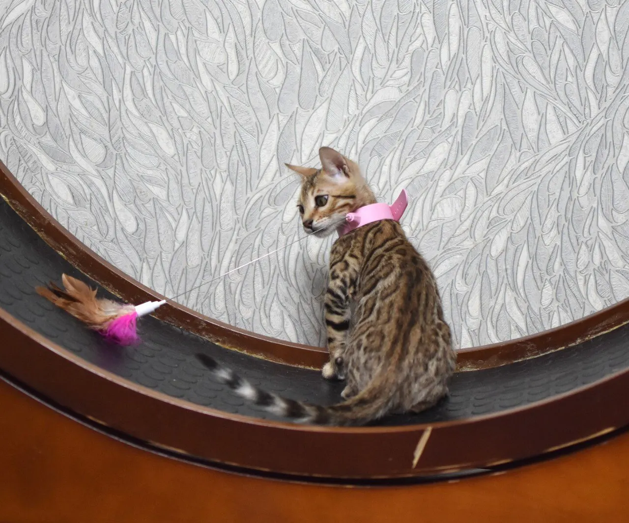 Fluffy Feather Interactive Cat Collar Toy Mavigadget