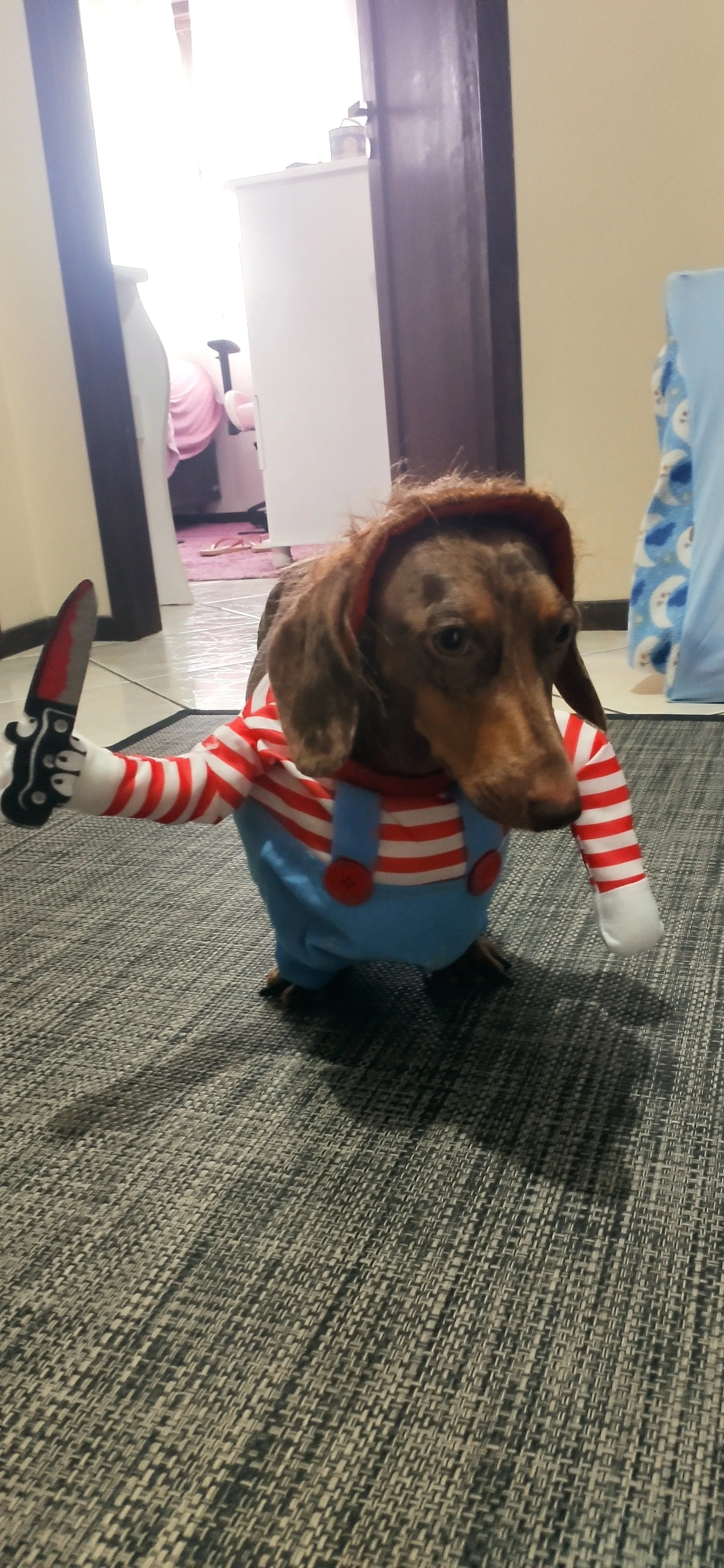 Howl-o-Ween: Funny Dog Costume Sets for Medium to Large Breeds photo review