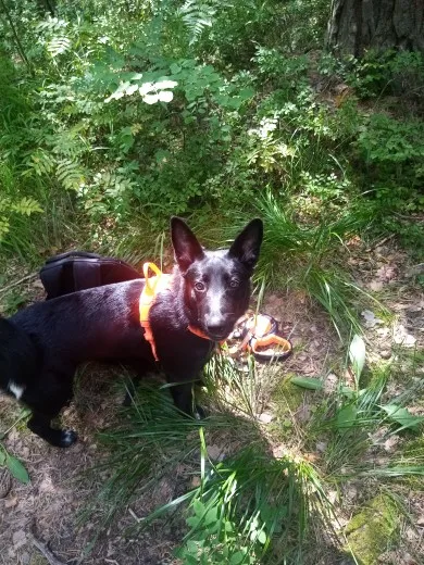 TRUELOVE Pet Harness Nylon Reflective Comfortable and Breathable Explosion-proof Small Medium Large Outdoor Camping HP5652