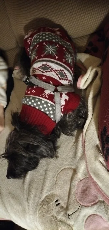 Christmas Cozy Sweater
