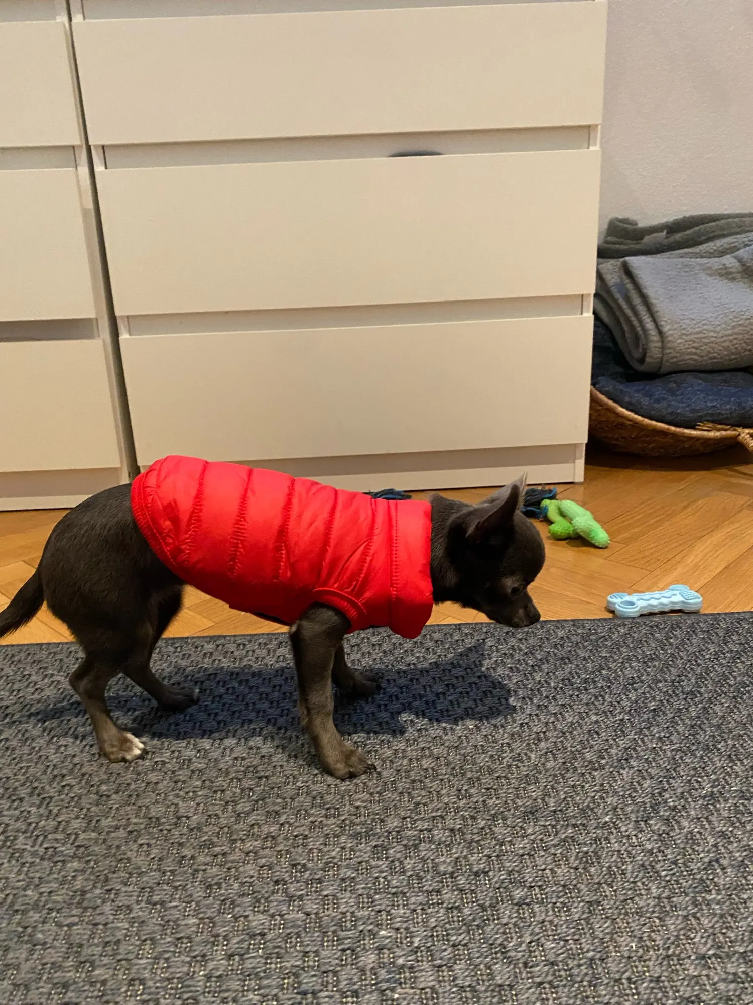 Furry Fashionista: Winter Down Jacket for Small Dog Breeds photo review