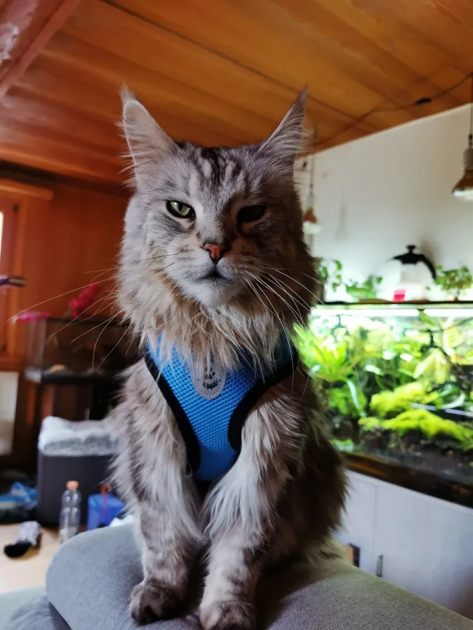 Breathable & Reflective Pet Harness: Purr-fect for Cats and Small Dogs photo review