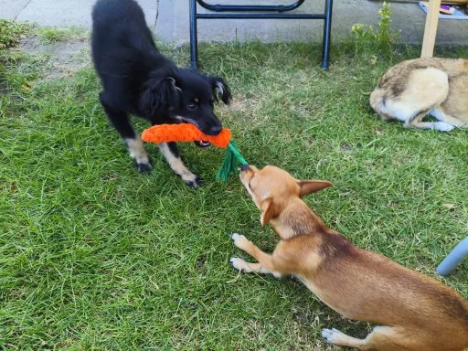Carrot Rope Pet Toy photo review
