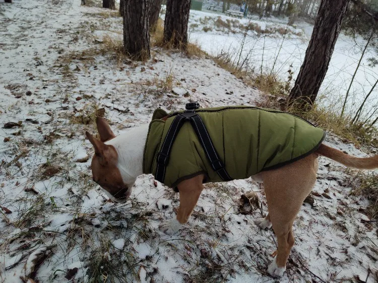 DoggyKings 3 in 1 Jacket Ceelic