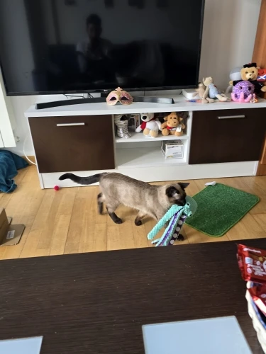 Perro mascota peluche pulpo juguete interactivo sonido anti-demolición hogar perro grande y pequeño aburrimiento compañero juguete photo review