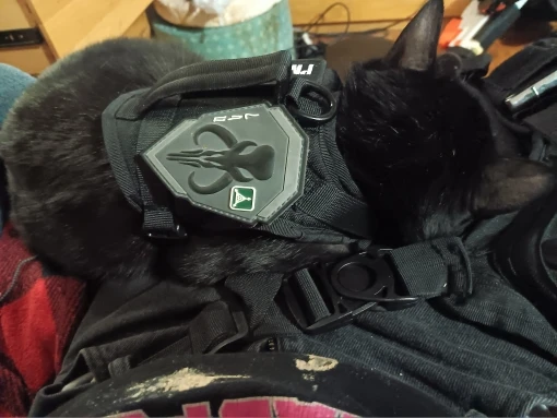 Kitty Commando Harness: Tactical Vest for Small Pets photo review