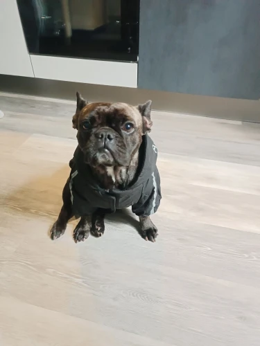 Chamarra Para Perro "THE DOG FACE"
