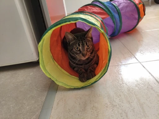 Cat Tunnel Foldable Cat Tunnel Pet Supplies Cat S T Y Pass Play Tunnel Cat Toy photo review