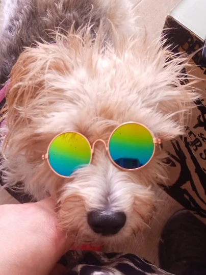 Classic Sunglass - Decorative Accessory for Dog photo review