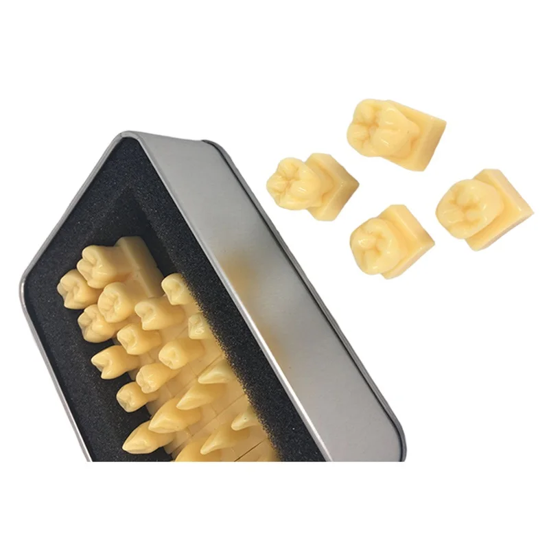 Carved Teeth Model Comparison Carving Tooth Model Dentist Dental