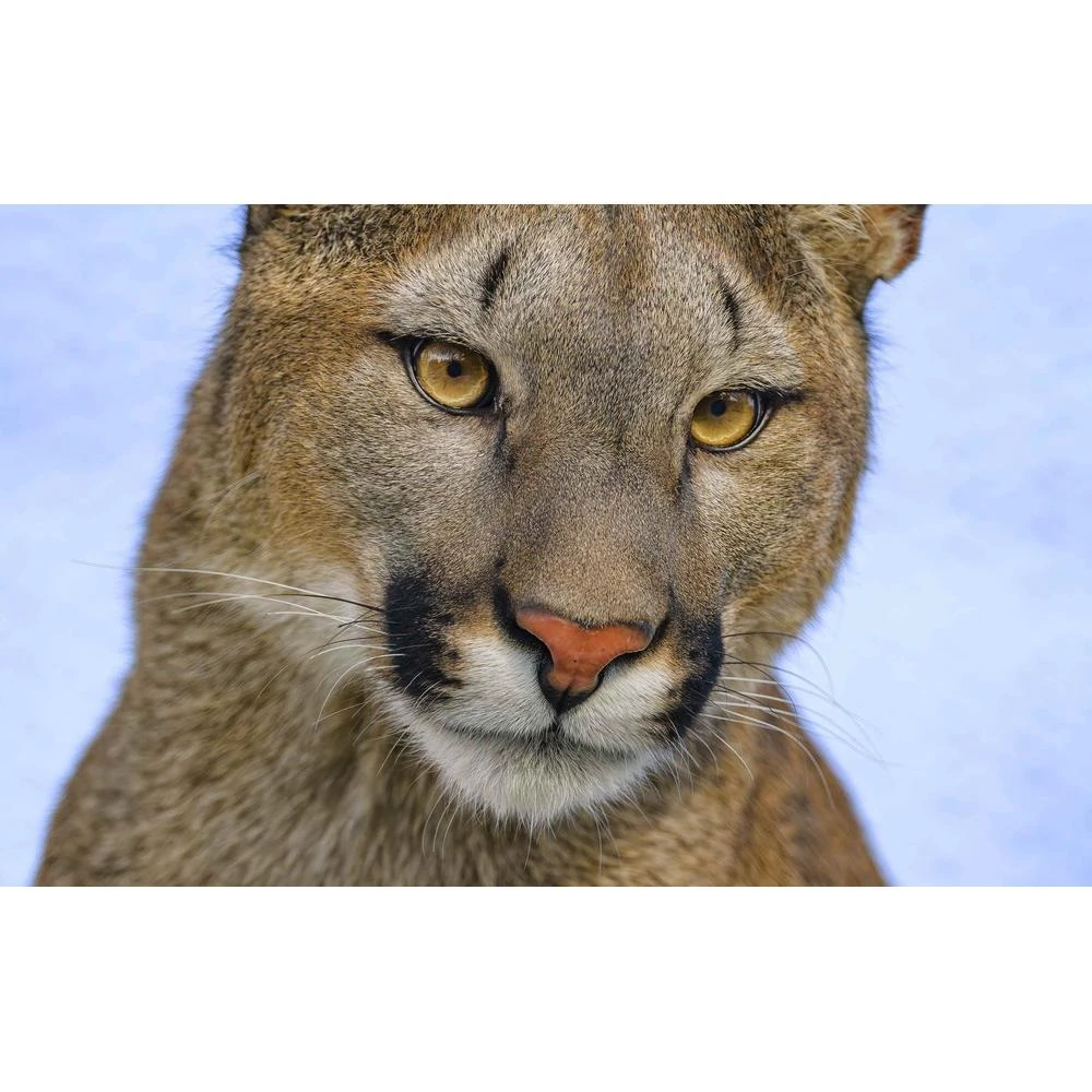 Linxone affiche cougar animal look pr dateur grand chat sur ecocojs d coration de la maison.jpeg Q90.jpeg