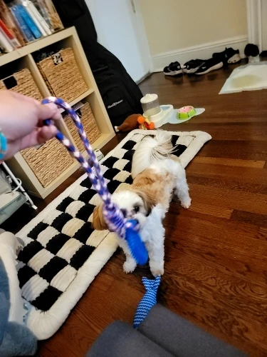 Juguete Mordedor Azul Para Perro