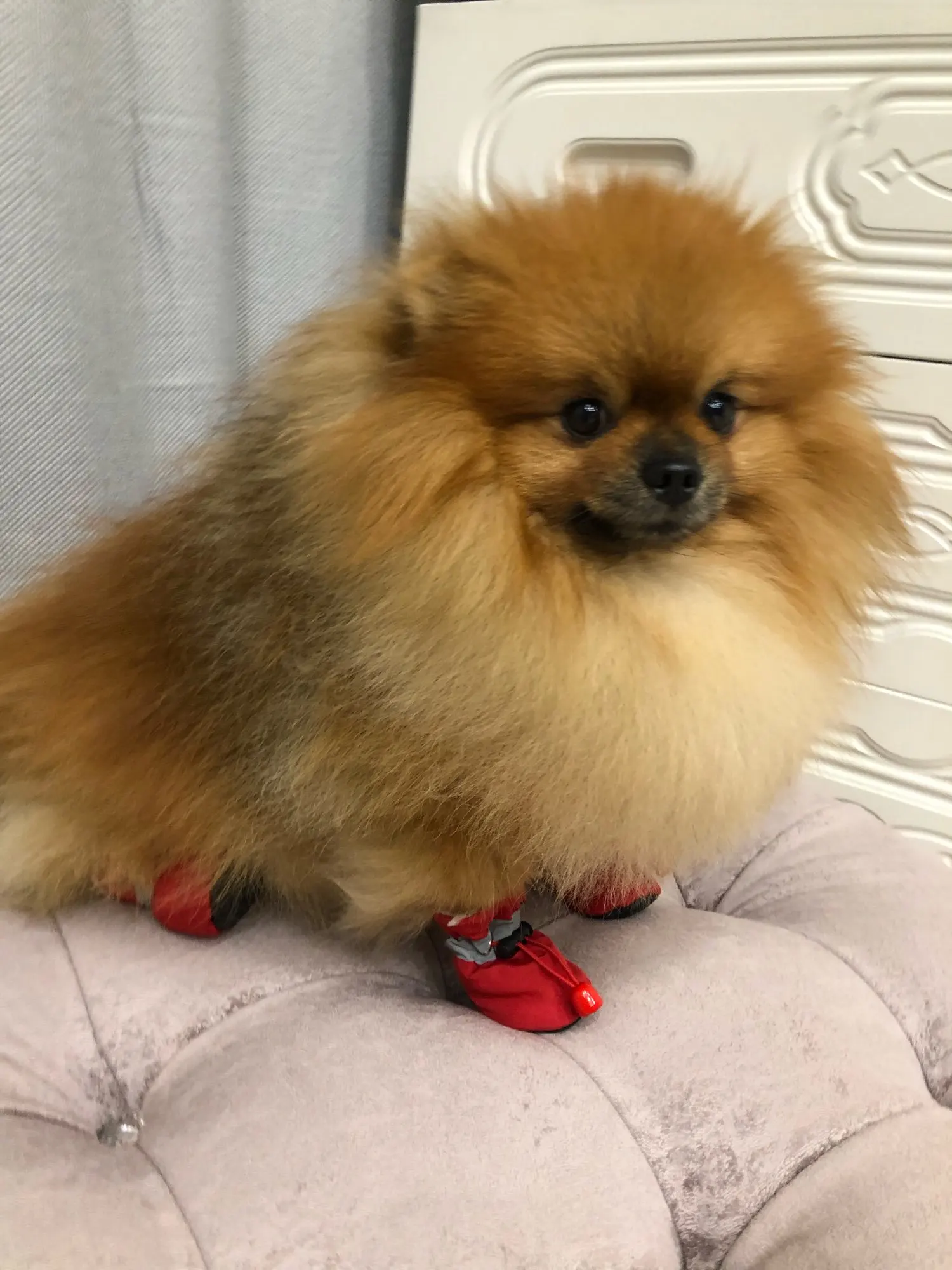 Fashionable Warm Winter Shoes For Dogs photo review