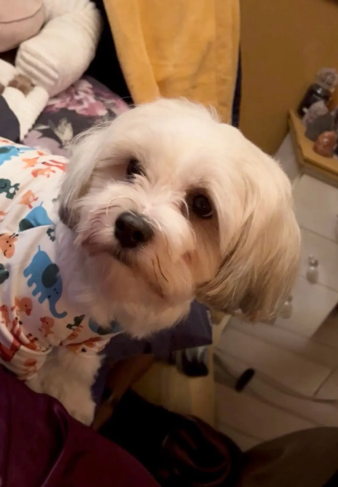 Professional Flea Comb for Dogs and Cats, Effective Grooming Tool for Removing Fleas and Ticks photo review