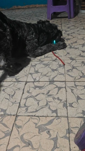 New Dog Interactive Ball Toy, Automatic Rolling Dog Ball Rechargeable, Smart Puppy Interactive Toy photo review