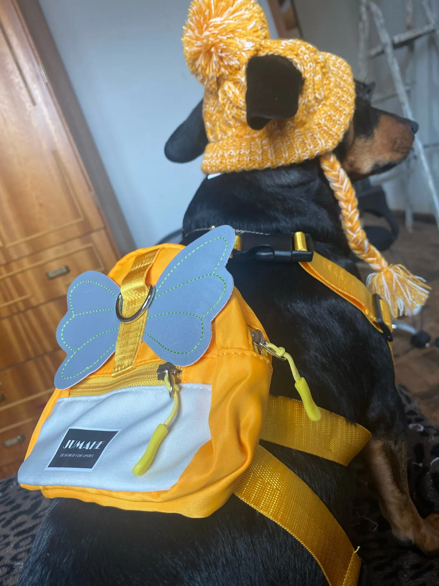 Paw Pack: Polyester Harness Pull Bag for Pet Adventures photo review