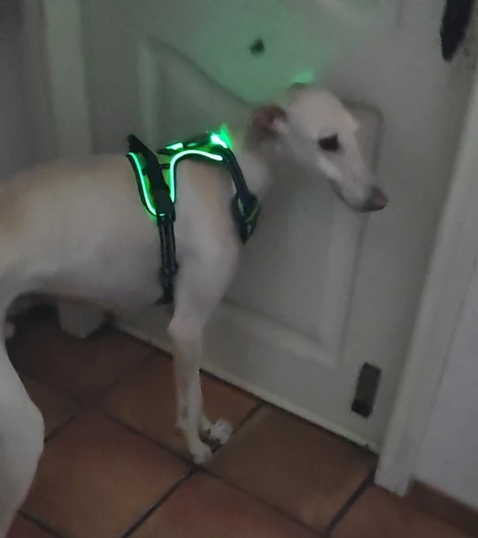 ZampaLux - La pettorina LED ricaricabile per passeggiate sicure e visibili™