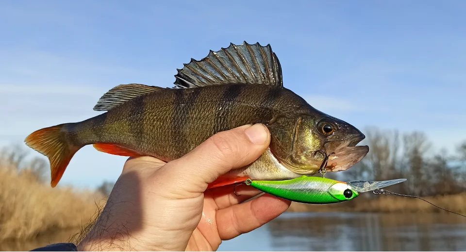 TSURINOYA Max 3,7 m Suspend Minnow Explorers 60SP 5,7 g künstlicher SHAD-Angelköder Hechtbarsch Chub High Response Action Hard Bait – Detail 25