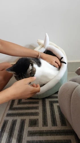 Cat Toys | Mouse Shape toys | Foldable Cat Toys । Cat & Dog Toys | ATOZBY photo review