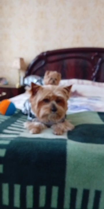 DOUD Warm Waterproof Jacket with Harness