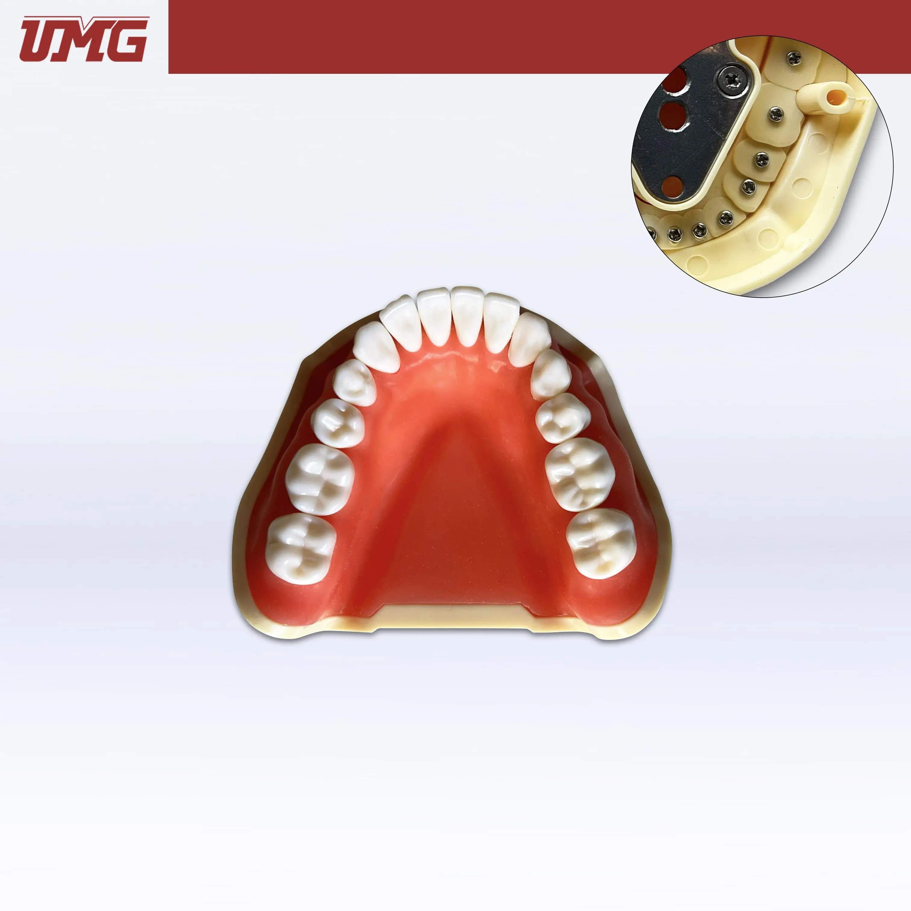

Umg Model Removable Teeth Training Model Lower - Frasaco Compatible - UM-A2F