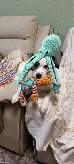 Perro mascota peluche pulpo juguete interactivo sonido anti-demolición hogar perro grande y pequeño aburrimiento compañero juguete photo review