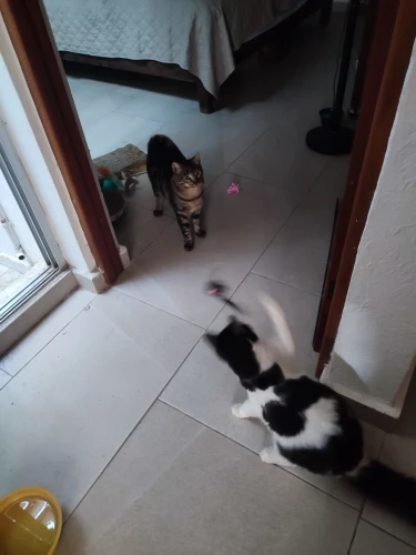 Juguete  Interactivo Colgante Para Gato