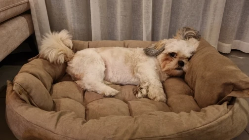 3-in-1 Cozy Haven: Multifunction Dog Bed Mat for Winter Warmth photo review