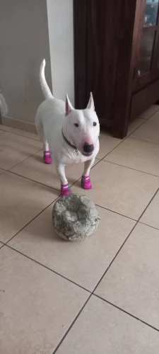 Summer Paws, Breathable & Waterproof Dog Shoes for Safe Outdoor Walks photo review