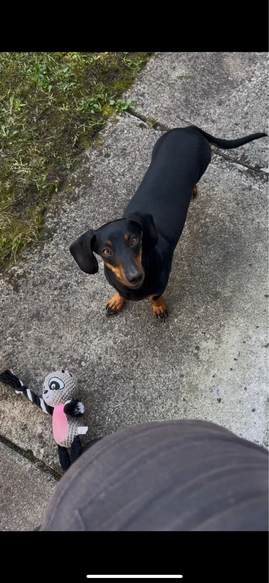 Plush chew toy for dogs