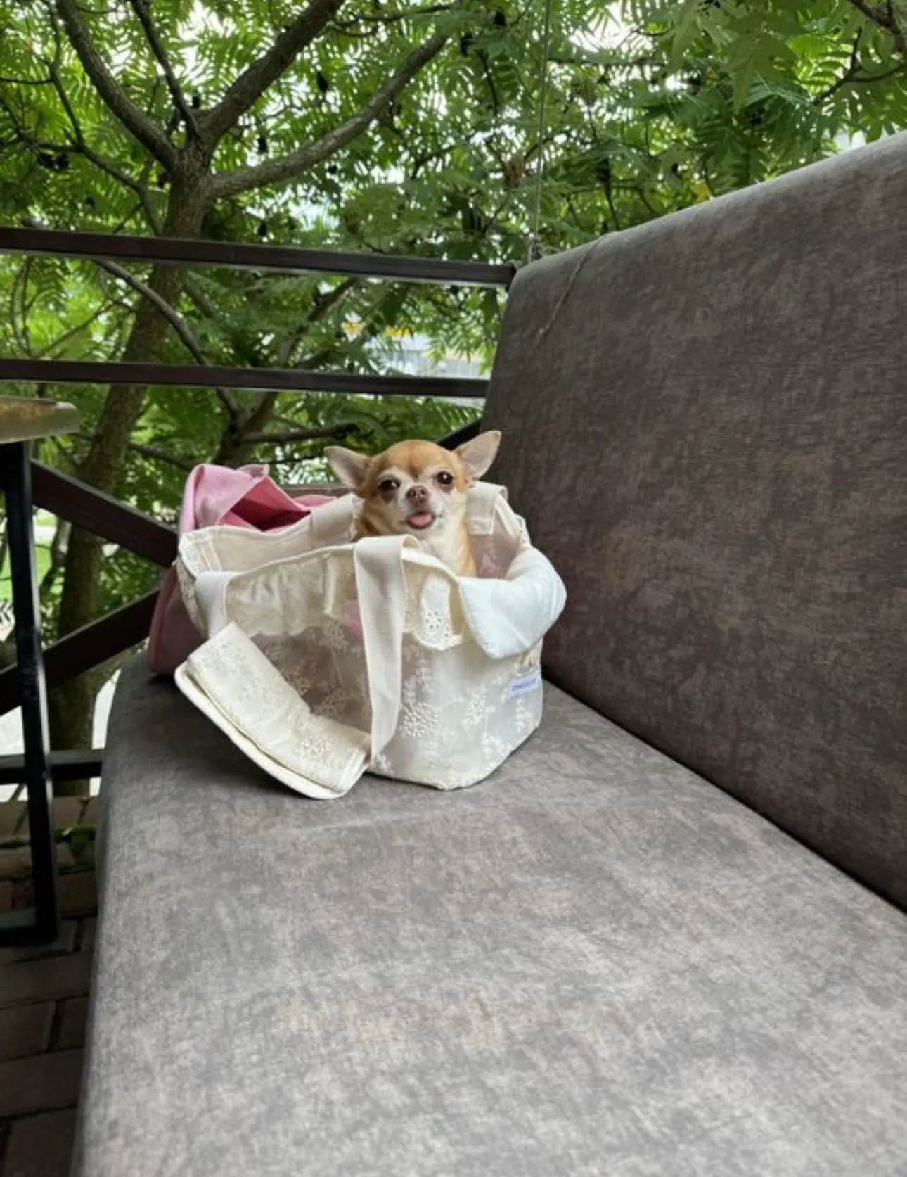 Cute Lace Carrier Bags for Dogs photo review