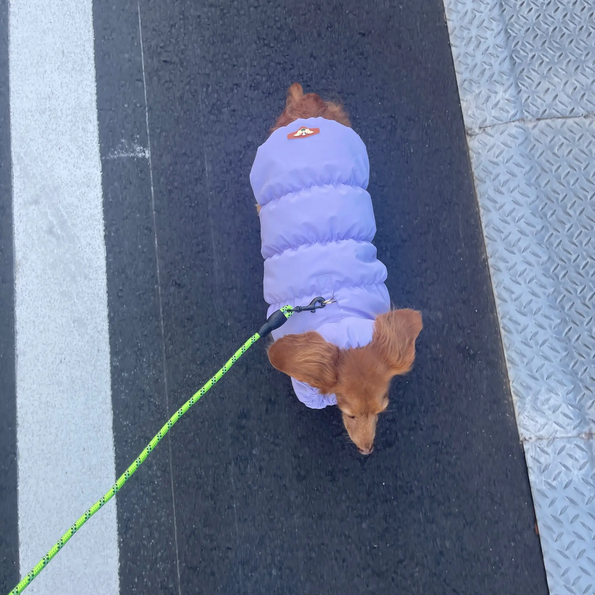 Snug Pup, Soft Winter Jacket for Stylish Small to Medium Breeds photo review