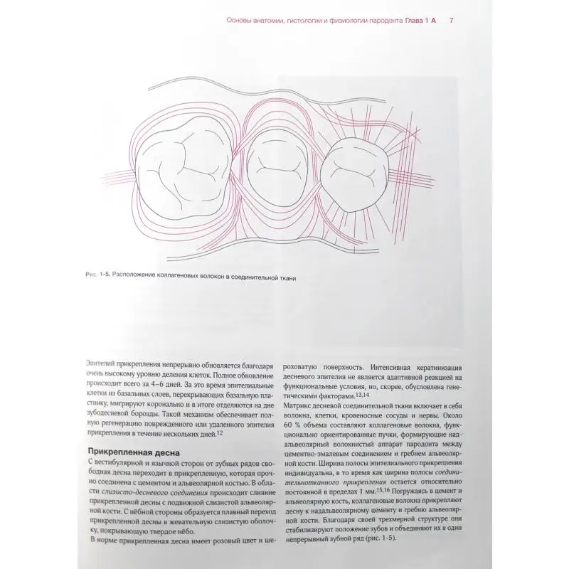 Рисунок 4 - Книга Пластическая и эстетическая