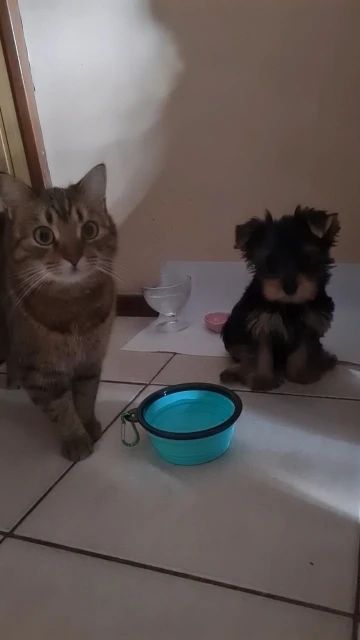 🐾🌟 קערת כלב מתקפלת – נוחות לכל טיול! מושלמת למזון ומים, מתקפלת בקלות וניידת. 350/1000 מ"ל!