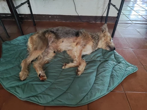 Dog Cooling Leaf Mat photo review