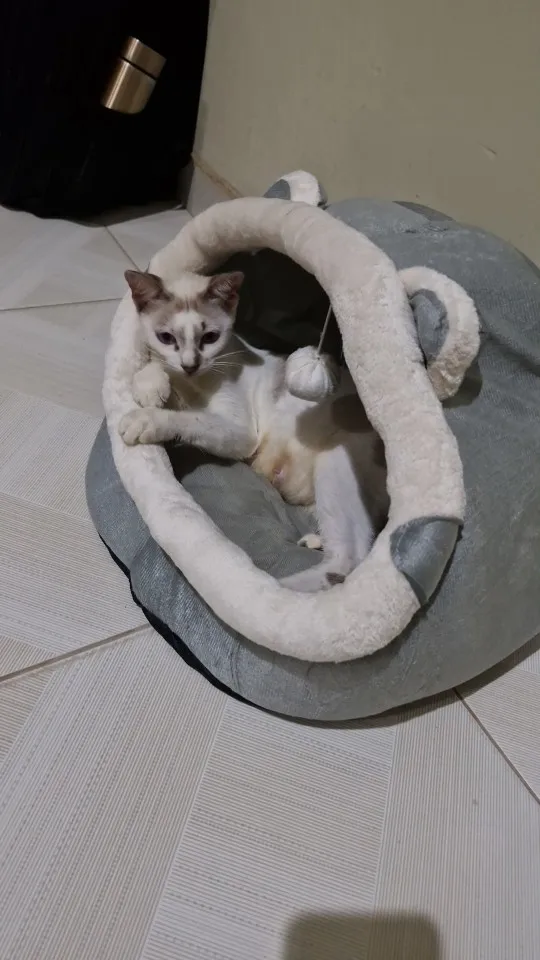 Cat Nest House for Cats Cave Cat Bed Kennel Cats Four Seasons Universal Semi-Closed Cute and Comfortable Cat Nest Kittens Cave photo review