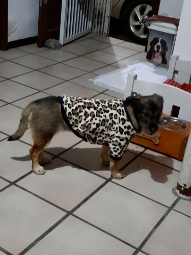 Dog Clothes - Catch The Trend With Leopard Pattern photo review