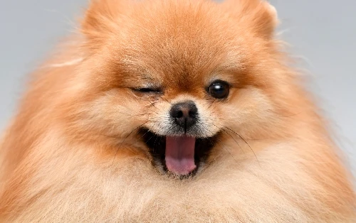 Lenovo Xiaoxin Pad Pro 12.7" (2025), 2.9K, 144Hz, 10200mAh photo review