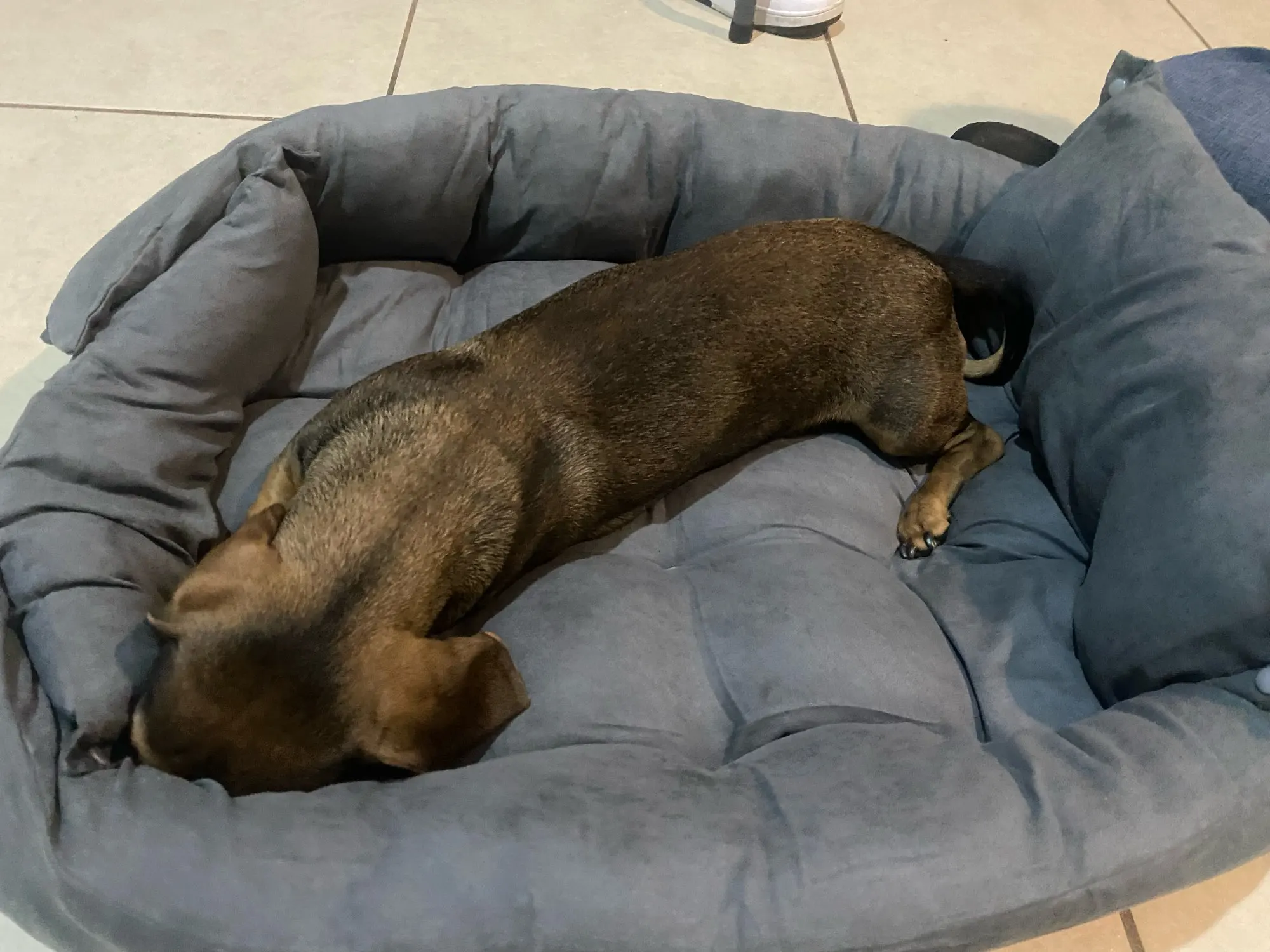 Cama 3-en-1 Para Perro