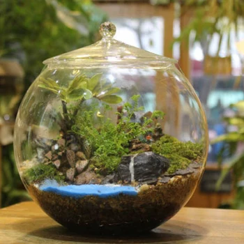 Glass Terrarium Storage Jar 1