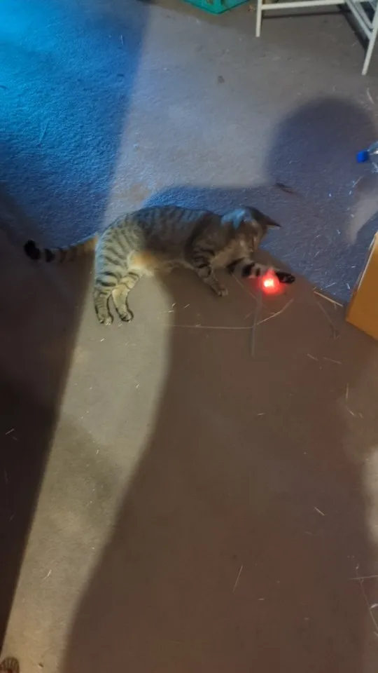 New Cat Interactive Ball Toy Automatic Rolling Ball Faux Tail Rechargeable Smart Pet photo review