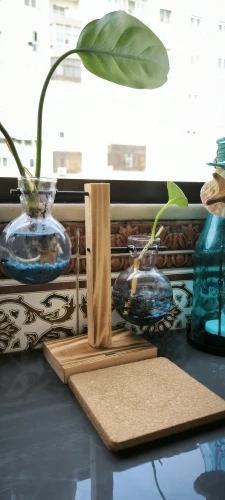 Hydroponic Plant Terrarium Vase photo review