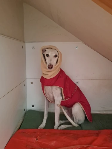 Super Warm Waterproof Dog Vest Jacket for Large Breeds with Cozy Collar photo review