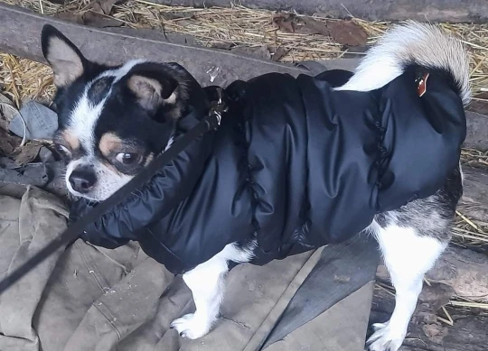 Snuggle Paws Winter Vest: Padded Dog Jacket with D-Rings for Cozy Canine Comfort photo review