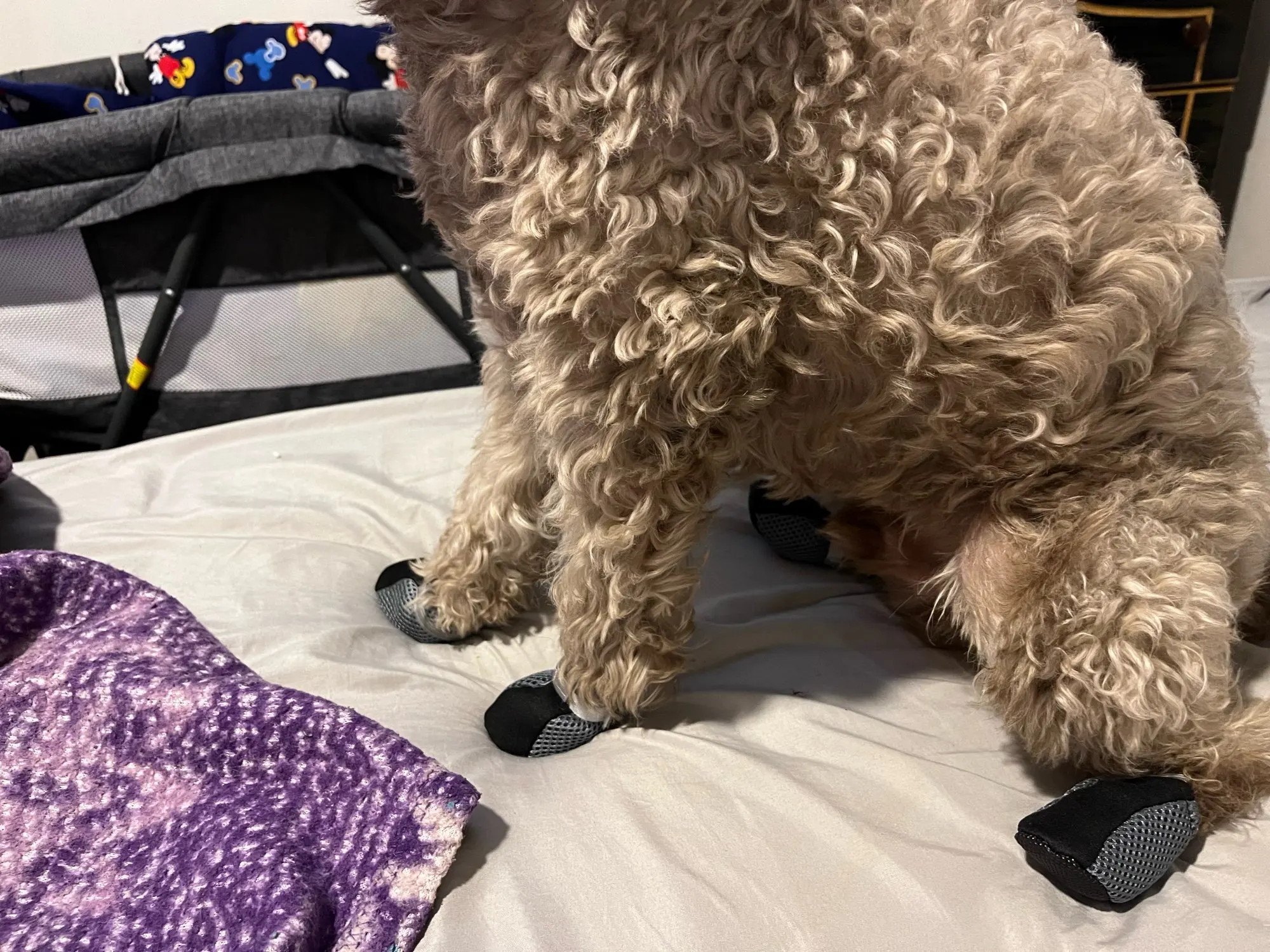 Summer Paws, Breathable & Waterproof Dog Shoes for Safe Outdoor Walks photo review