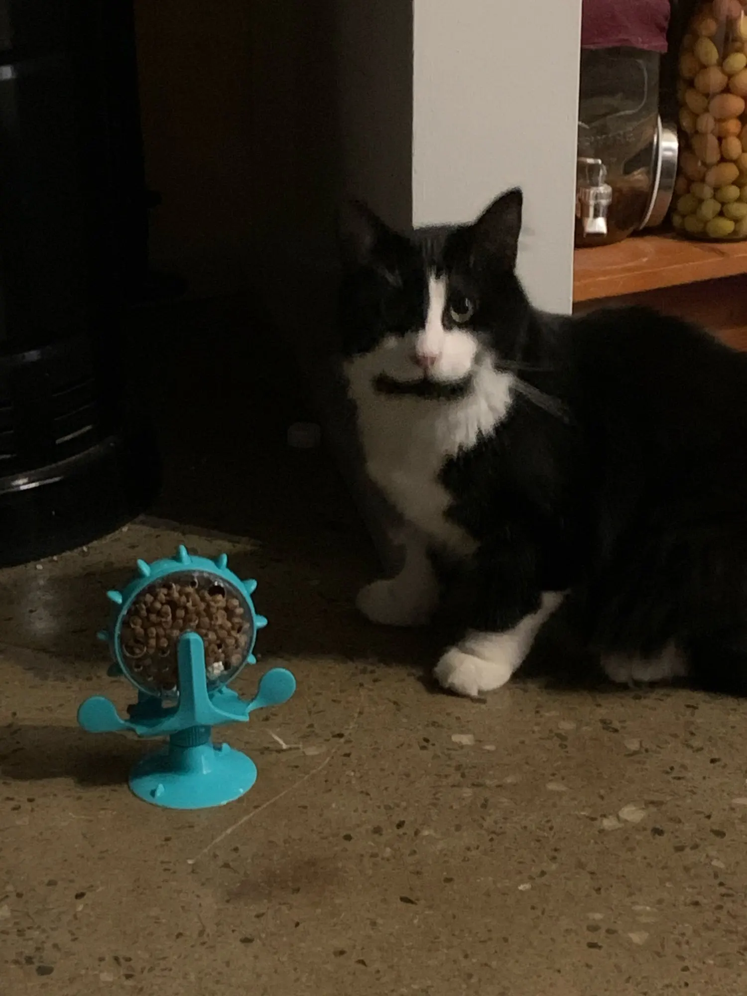 Paw Puzzle, Interactive Treat Dispenser for Cats and Small Dogs, Boosting IQ and Fun photo review