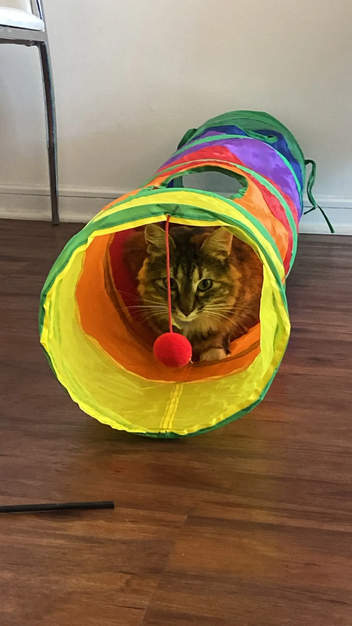 foldable Cat Tunnel Toy photo review