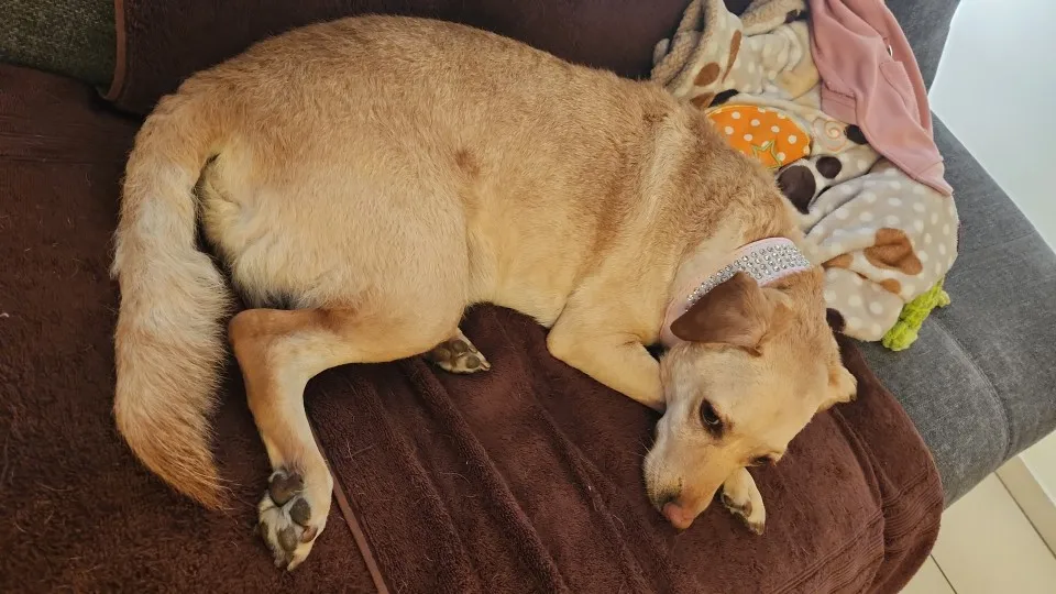 SparklePup, Rhinestone Leather Bling Collar for Your Stylish Sidekick photo review