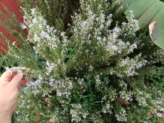 Ätherische Öle Set – 35 teilig photo review