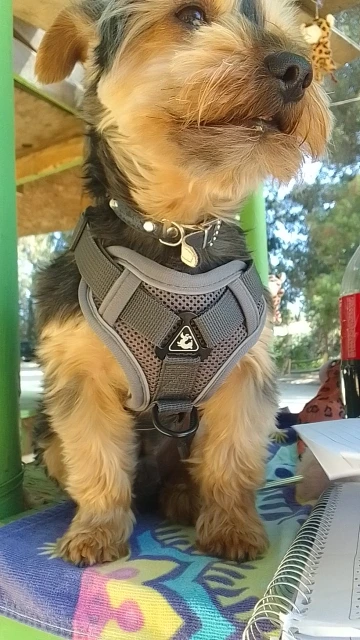 Reflective Mesh Harness & Leash Set: Secure Walking Gear for Small to Medium Pets, including Bulldogs and Pugs photo review